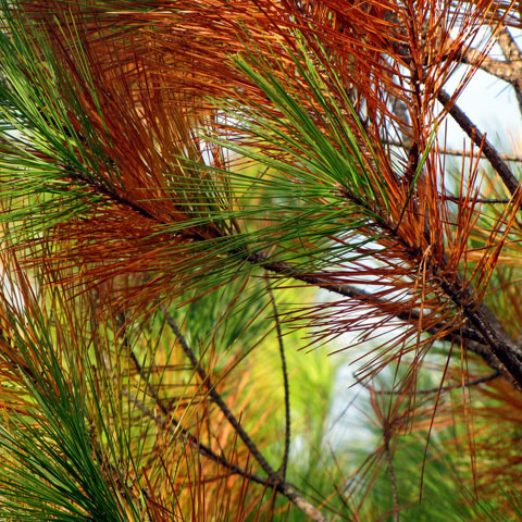 Diplodia Tip Blight Pine