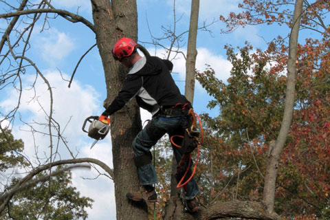 Toronto Tree Removal