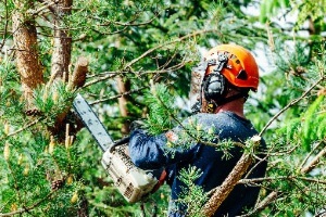 Tree Pruning Arborist